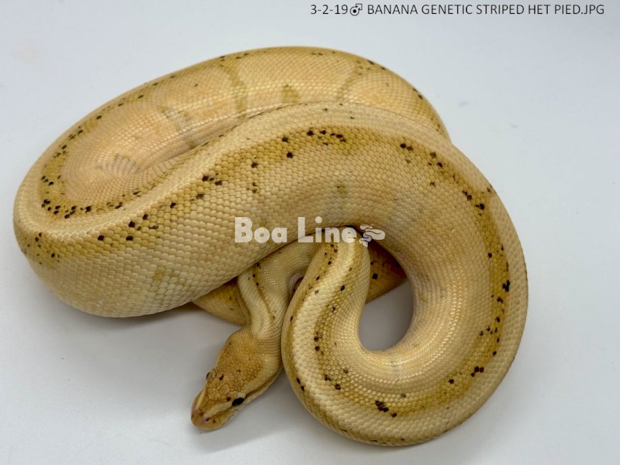BANANA GENETIC STRIPED HET PIED